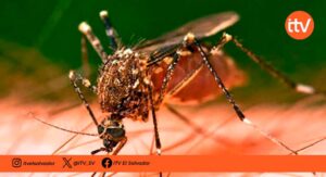 Advierten posible nueva epidemia de dengue en Honduras