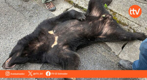 Capturan oso que mantuvo en alerta a una ciudad japonesa durante cuatro días