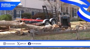 Un hombre fallece tras caerle un árbol durante tormenta