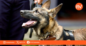 Estados Unidos dona seis caninos a la PNC
